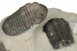 Pair Of Austerops Trilobite Fossils - Jorf, Morocco #204307-3